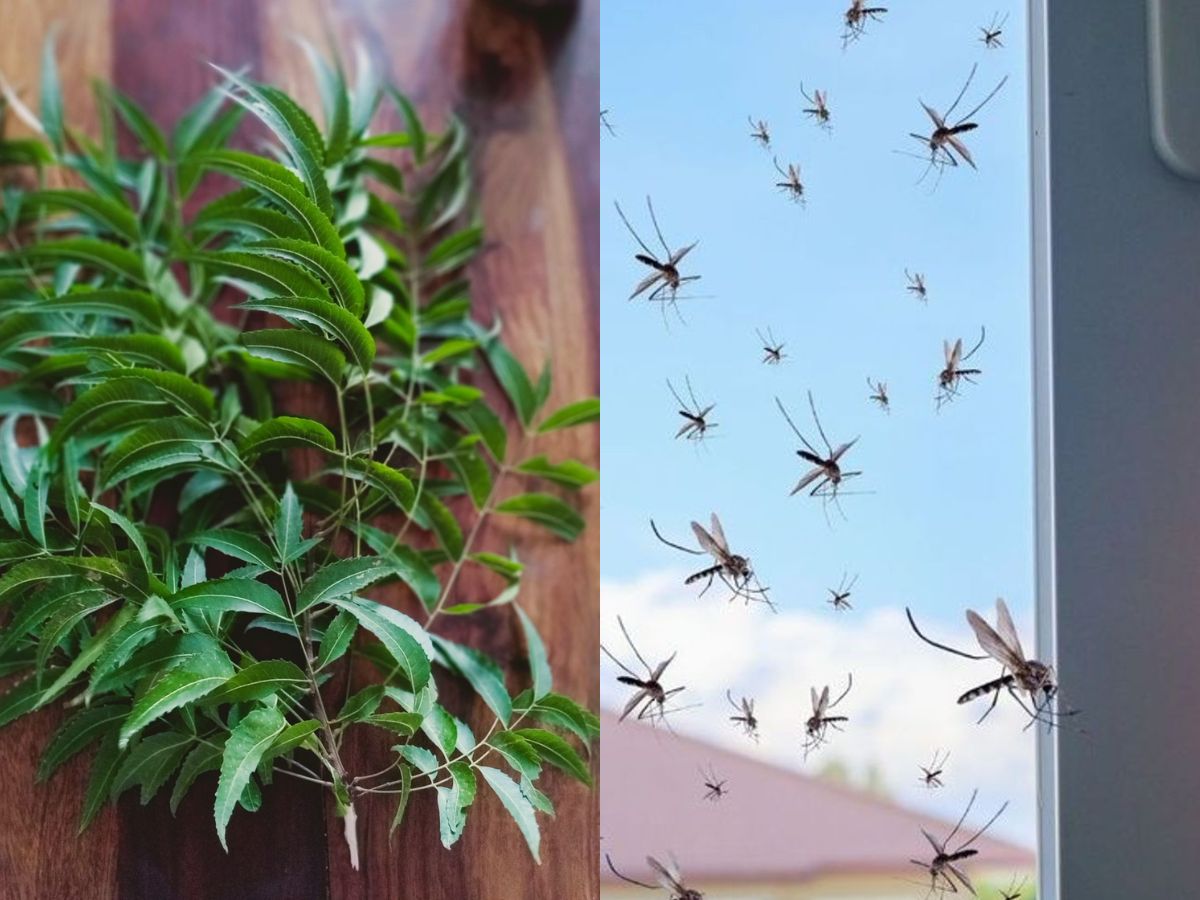 अब फीकी मेंहंदी का जमाना गया, इन टिप्स से आप भी पाए सुर्ख लाल रंग