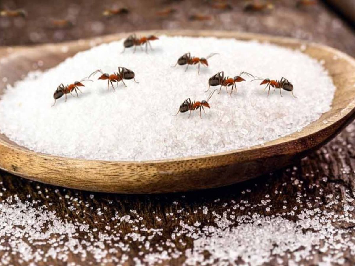kitchen-tips-how-to-get-rid-of-ants-in-monsoon-season-using-home-remedies बारिश के मौसम में चींटियों का आतंक? अब नहीं! अपनाएं ये ज़बरदस्त उपाय - Photo Gallery