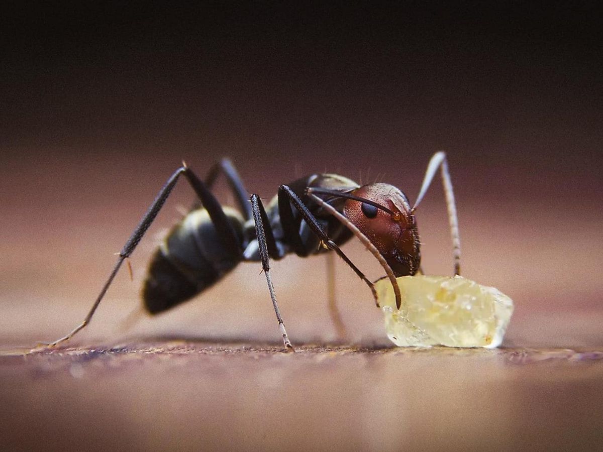 kitchen-tips-how-to-get-rid-of-ants-in-monsoon-season-using-home-remedies बारिश के मौसम में चींटियों का आतंक? अब नहीं! अपनाएं ये ज़बरदस्त उपाय - Photo Gallery