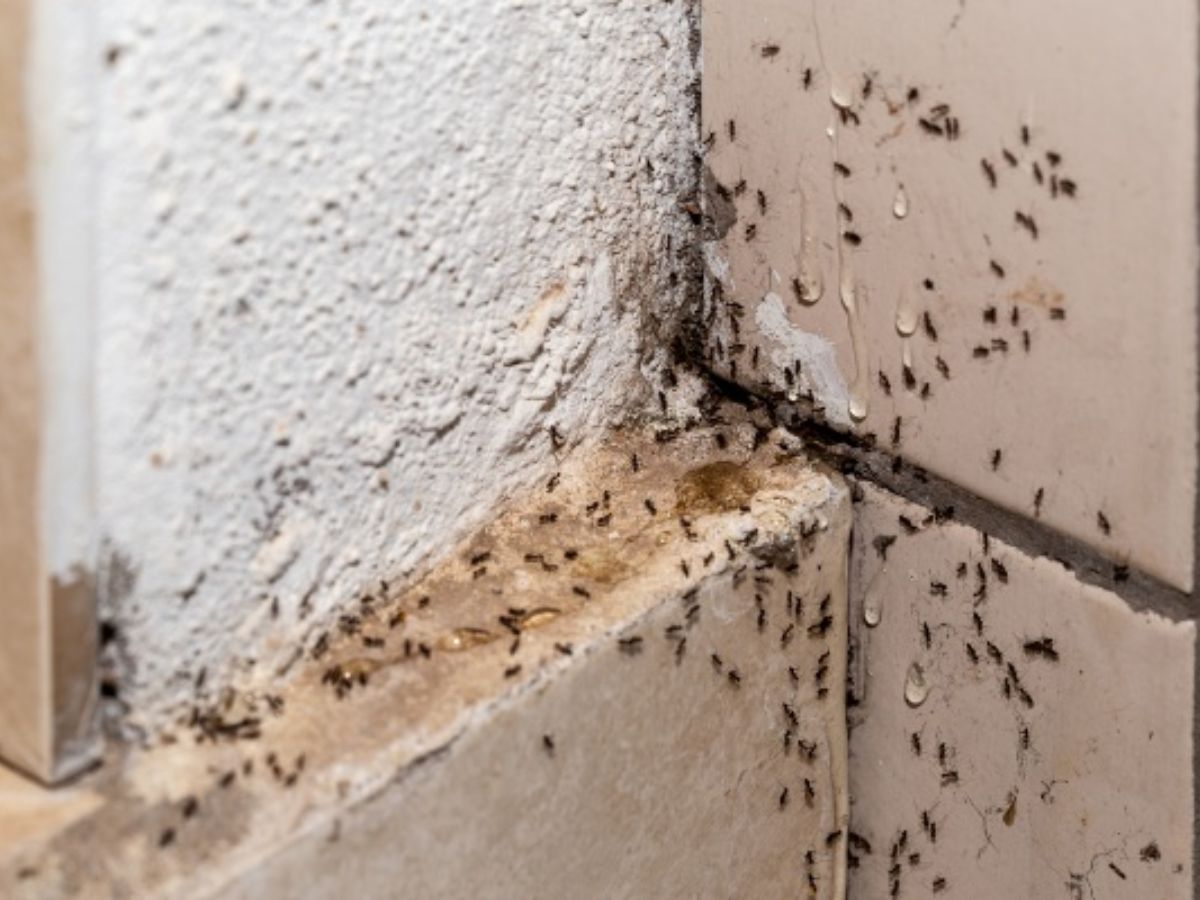 kitchen-tips-how-to-get-rid-of-ants-in-monsoon-season-using-home-remedies बारिश के मौसम में चींटियों का आतंक? अब नहीं! अपनाएं ये ज़बरदस्त उपाय - Photo Gallery