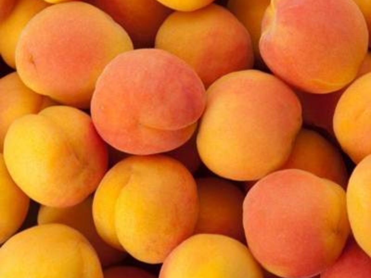 Summers 2025: इस गर्मी खाये ये dry fruits जो रखे आपकी बॉडी को कूल। - Photo Gallery