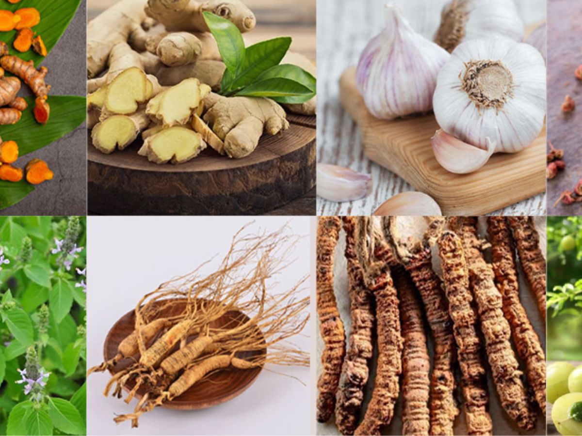 Monsoon में रखना है खुद को स्वस्थ, तो इस्तमाल कर सकते हैं ये जड़ी बूटियां, रहेंगे चुस्त और बढ़ेगी इम्युनिटी