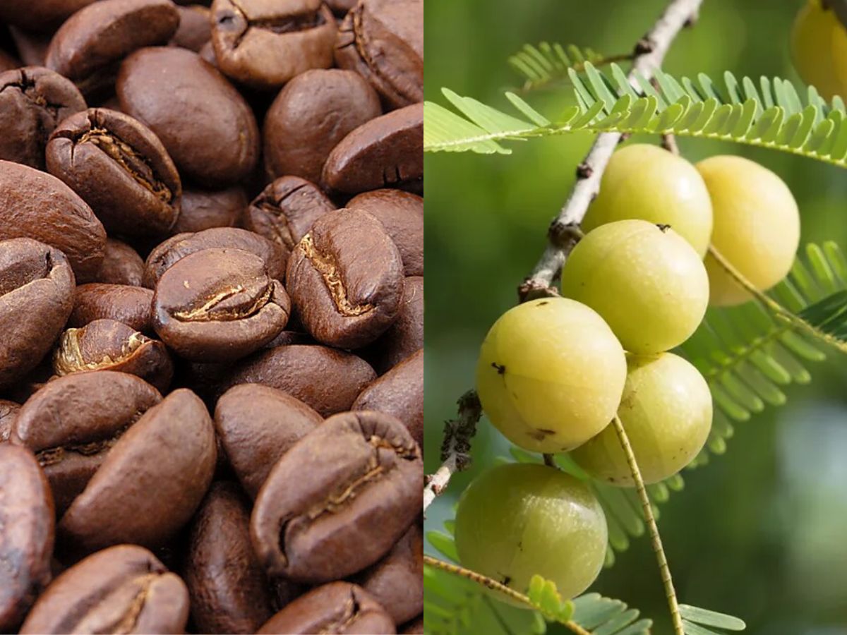 hair-care-tips-white-hair-treatment-at-home-with-coffee-and-amla-to-make-your-hair-black Hair care tips: इन तीन चीजों से बनाए अपने बालों को काला, घना और मज़बूत। - Photo Gallery