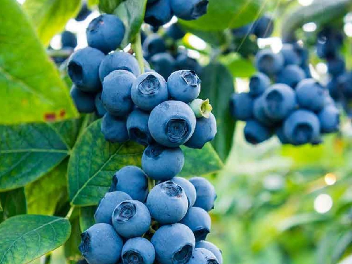 Blueberries Benefits: हेल्दी स्किन से लेकर weight loss में मदद करती हैं ब्लूबेरी, जानें और क्या – क्या हैं फायदे - Photo Gallery
