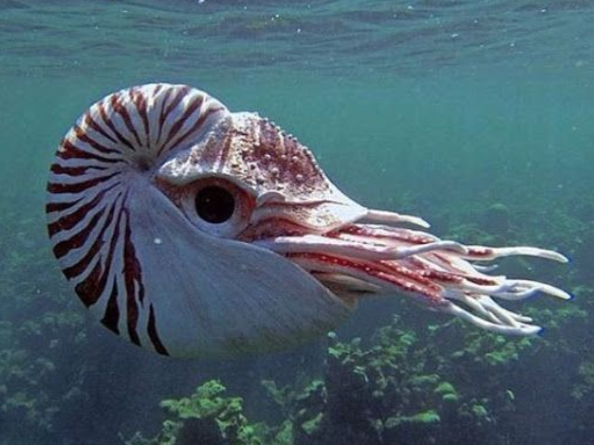 Blue Whale से लेकर Sea Dragon तक, अनोखे जीव जो सिर्फ Indian Ocean में पाए जाते हैं - Photo Gallery